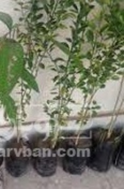 فروش نهال انبه