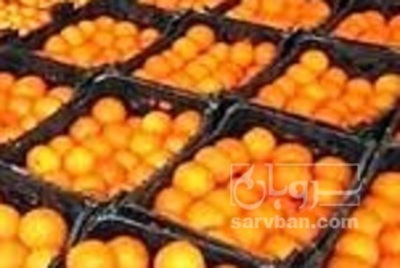 فروش پرتقال تامسون