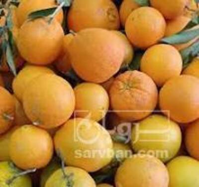 فروش پرتقال واشنگتن