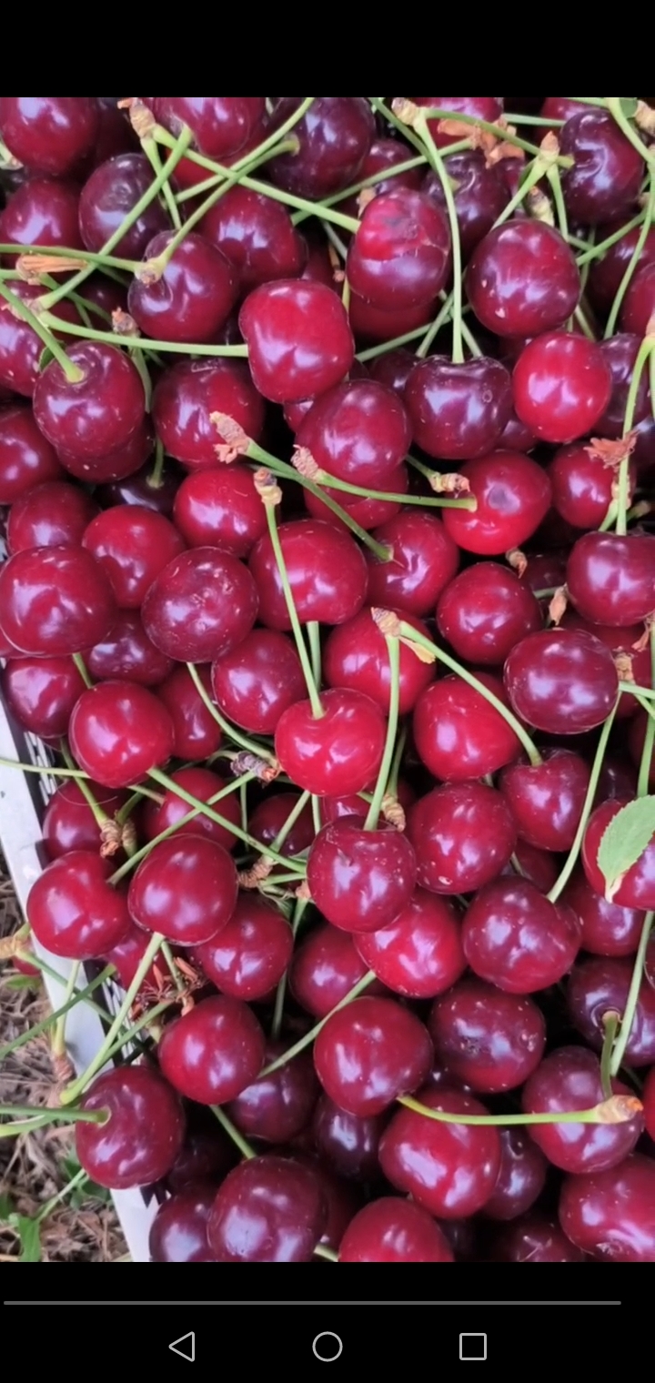فروش آلبالو