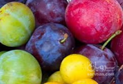 فروش آلو کالیفرنیا