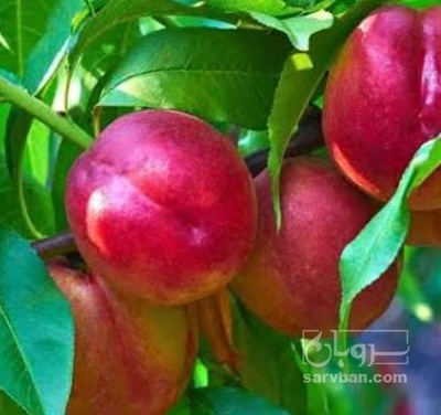 فروش شلیل