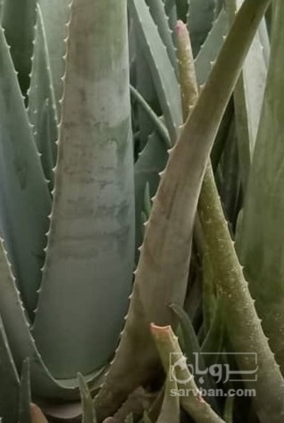 فروش آلوئه ورا