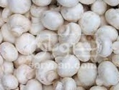 فروش قارچ دکمه ای