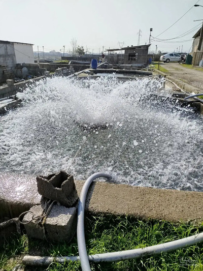 فروش ماهی سالمون