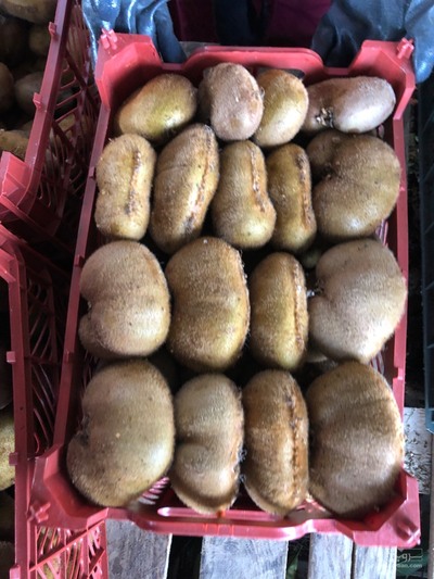 فروش کیوی دوقلو