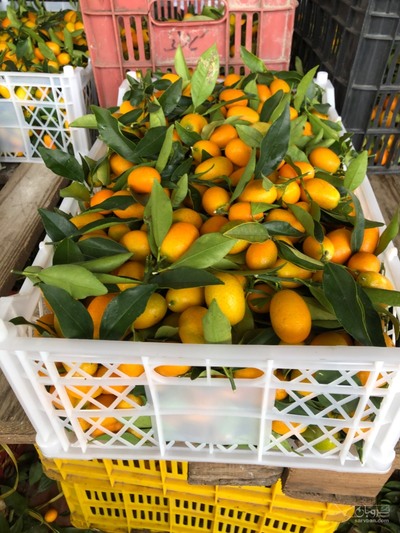 فروش کامکوات (پورنج)