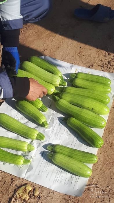 فروش کدو  سبز