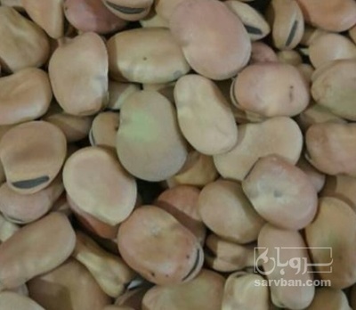 فروش باقلا تازه - باقالی - باقالا