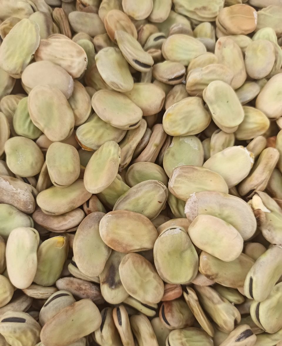 فروش باقلا خشک