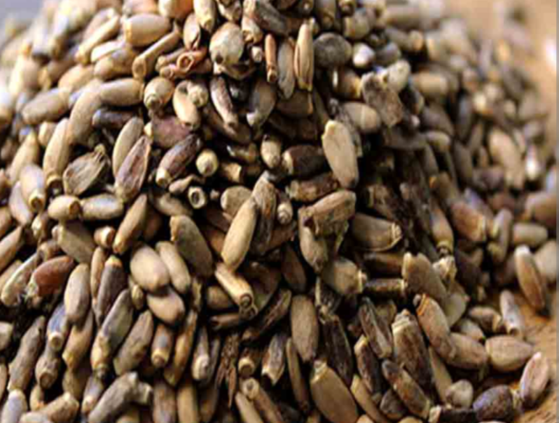 فروش  بذرخار مریم