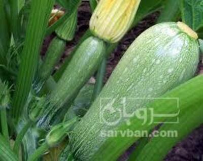 فروش کدو  سبز