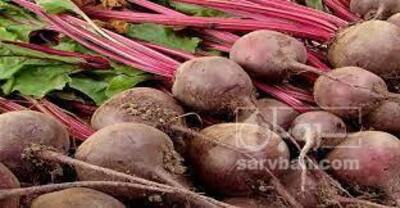 فروش چغندر لبو