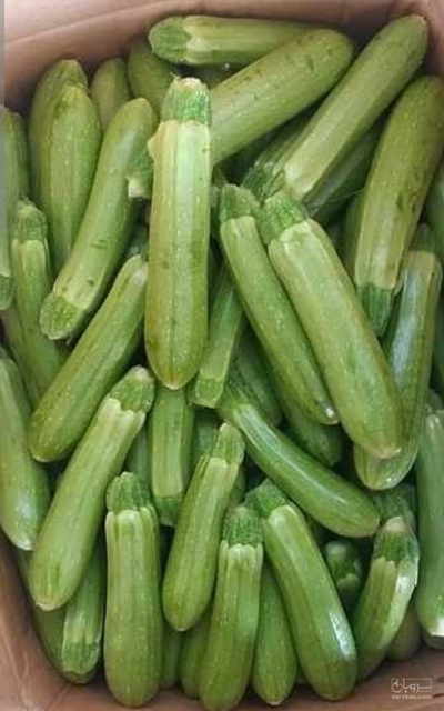 فروش کدو  سبز