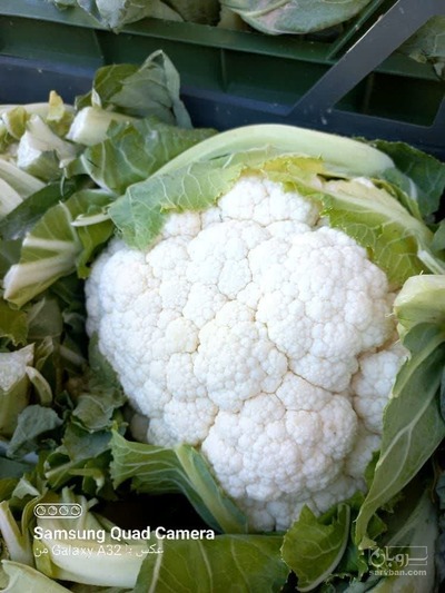 فروش گل کلم