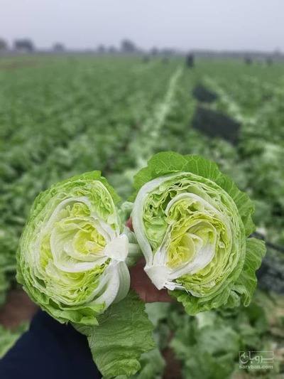 فروش کاهوآیسبرگ