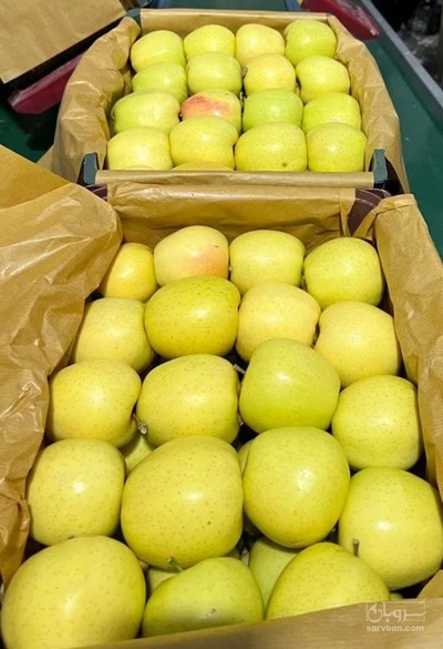 فروش سیب زرد