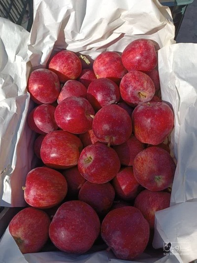 فروش سیب قرمز