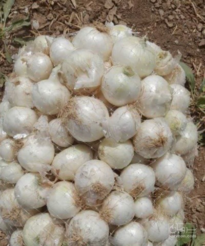 فروش پیاز سفید