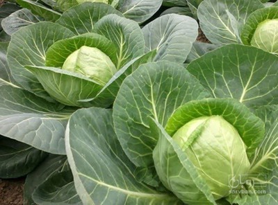 فروش کلم برگی