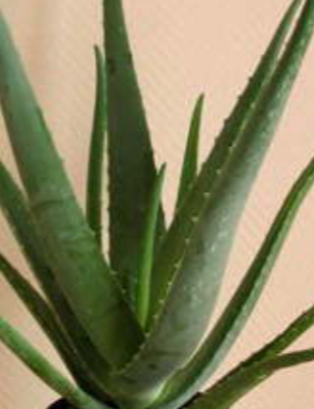 فروش آلوئه ورا گلدانی