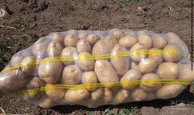 فروش سیب زمینی