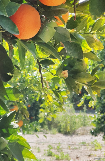 فروش پرتقال سردرختی