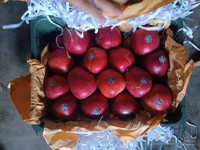 فروش سیب