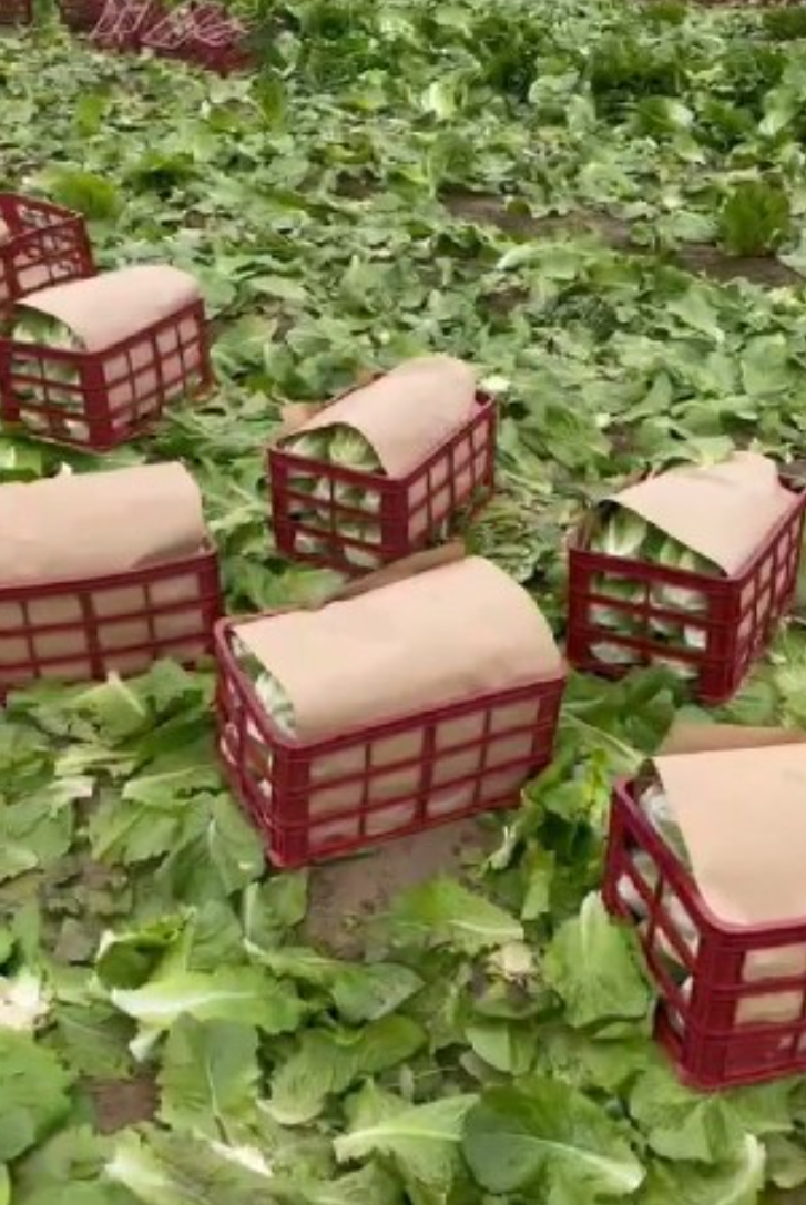 فروش کاهو رومانو