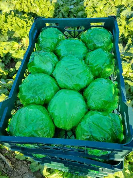 فروش کاهو ایسبرگ - آیسبرگ