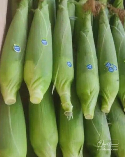 فروش ذرت مکزیکی