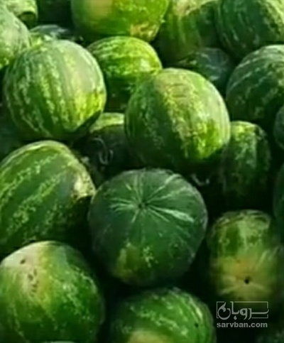 فروش هندوانه