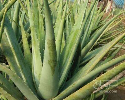 فروش آلوئه ورا
