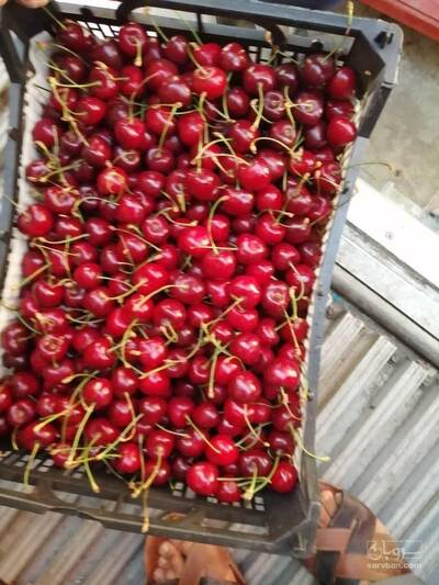 فروش آلبالو