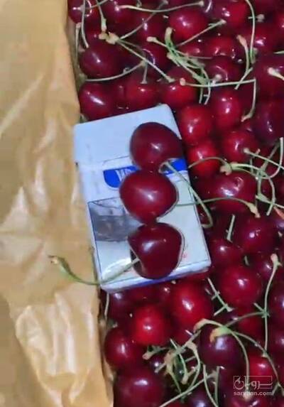 فروش گیلاس تکدانه