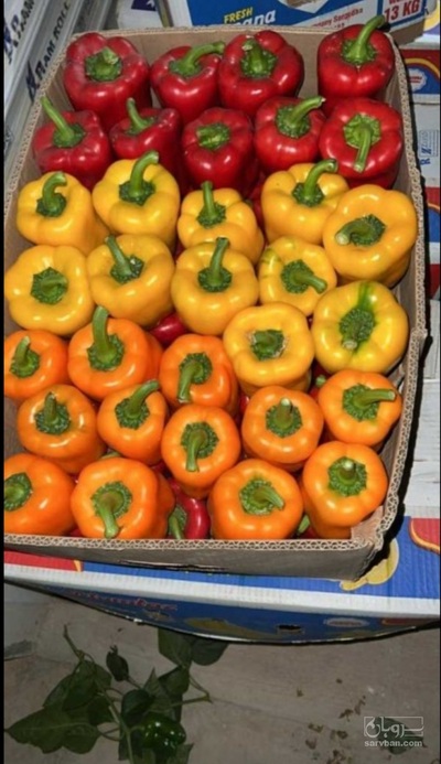 فروش فلفل دلمه ای