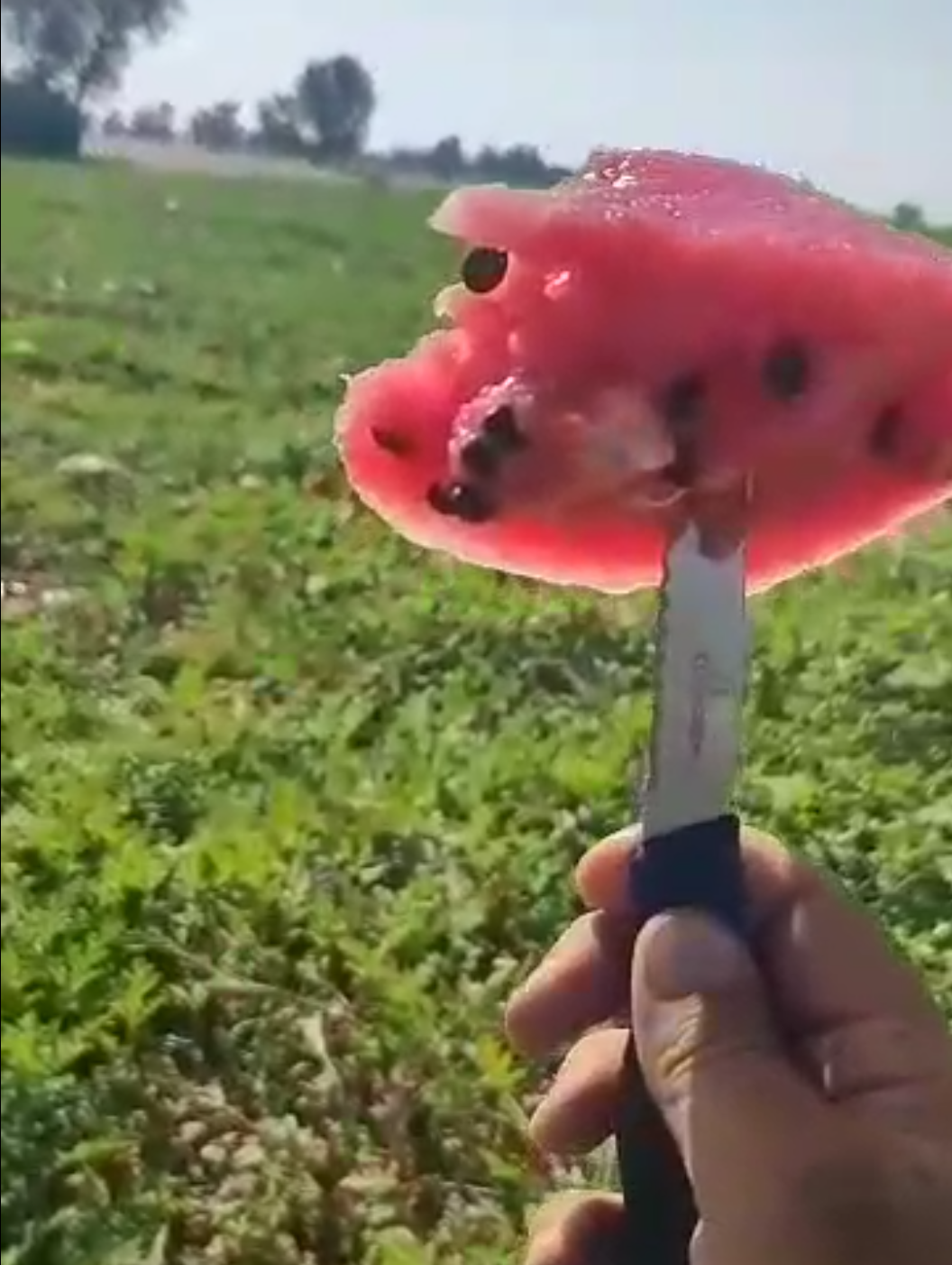 فروش هندوانه بیضی صادراتی