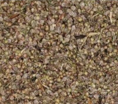 فروش تخم گشنیز (گیاه‌ دارویی)