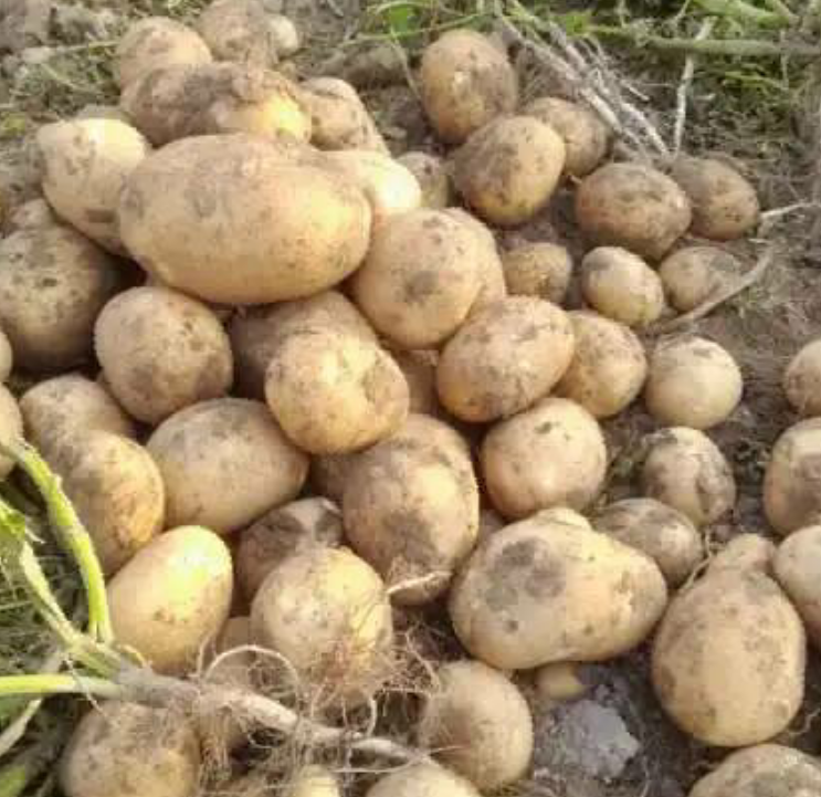 فروش سیب زمینی اسپریت