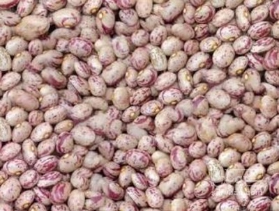 فروش لوبیا چیتی