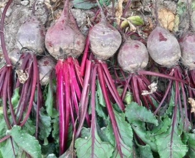 فروش چغندر لبو