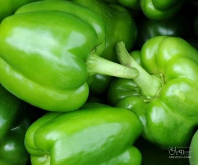 فروش فلفل دلمه ای