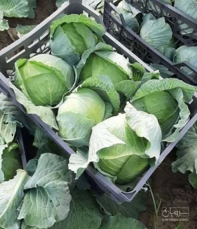 فروش کلم برگی