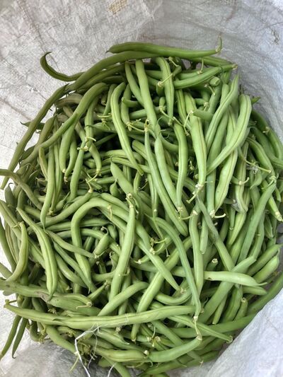 فروش لوبیا سبز