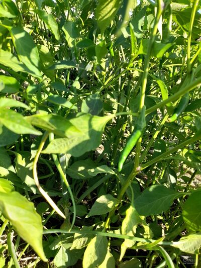 فروش فلفل تند