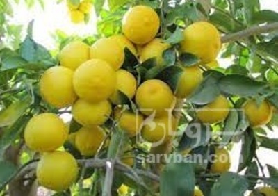 فروش لیمو شیرین