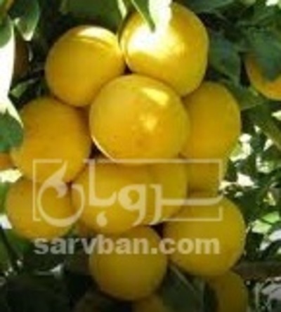 فروش لیمو شیرین