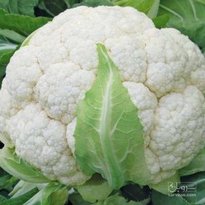 فروش گل کلم