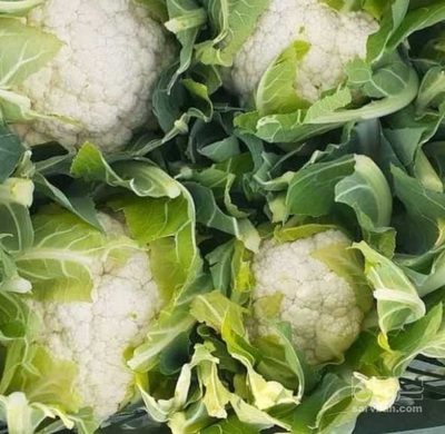 فروش گل کلم