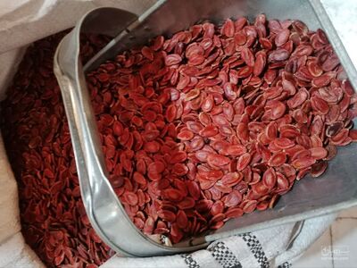 فروش تخمه هندوانه خام